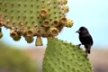 schwarzer Darwin-Fink auf einer Kaktusfeige, Galapagos-Inseln